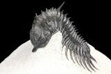Spiny Delocare (Saharops) Trilobite - Excellent Shell Quality #125137-6